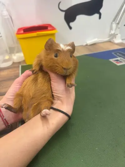 Veterinary clinic PetPulse
