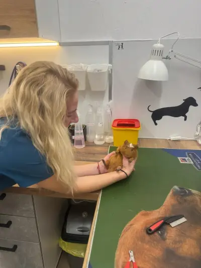 Veterinary clinic PetPulse