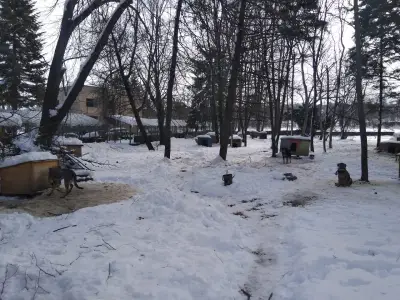 Приют за безстопанствени животни