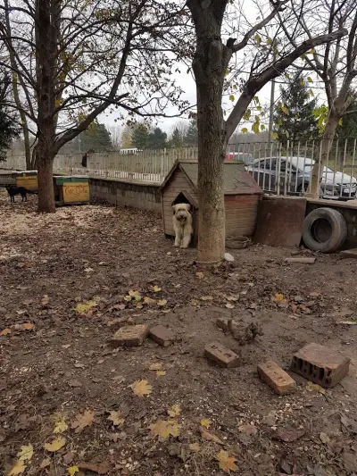 Приют за безстопанствени животни
