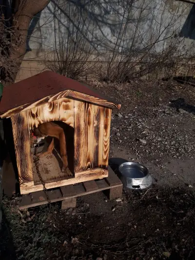 Приют за безстопанствени животни