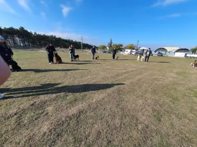 Dream Dogs BG