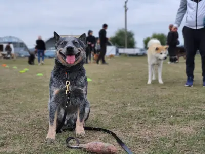 Dream Dogs BG