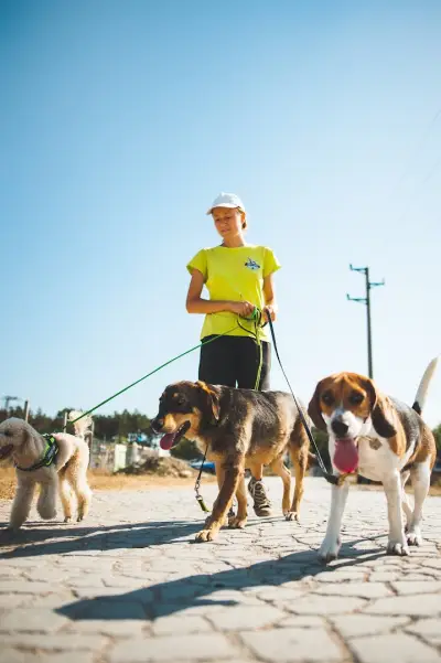 Dream Dogs BG