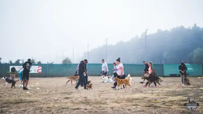 Dream Dogs BG