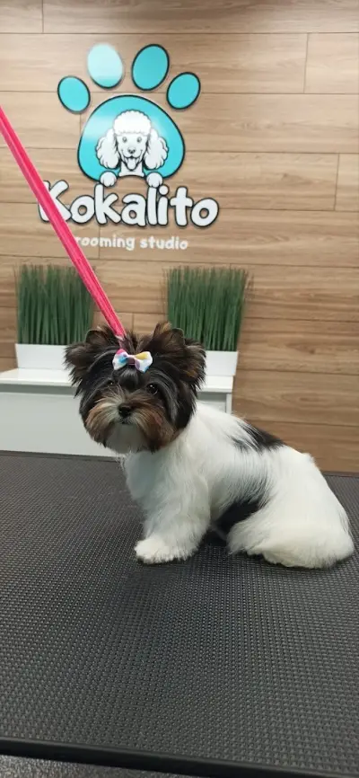 Груминг студио Кокалито / Grooming Studio Kokalito