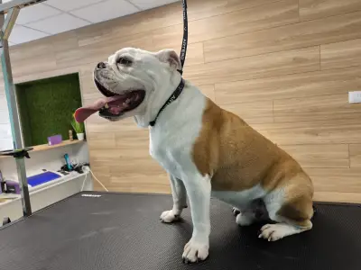 Груминг студио Кокалито / Grooming Studio Kokalito