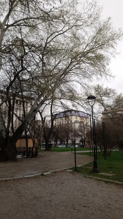 Вековна сива топола