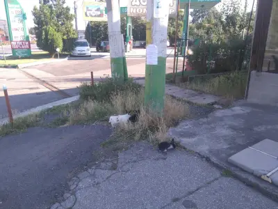 Бет Петрол
