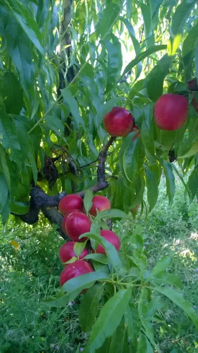 ЕТ Златан Караиванов