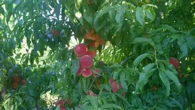 ЕТ Златан Караиванов