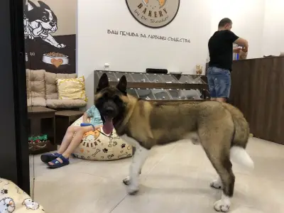 Bash Dog Bakery - Пловдив Център