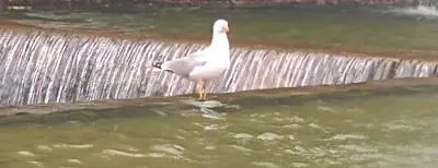 Пеещият фонтан