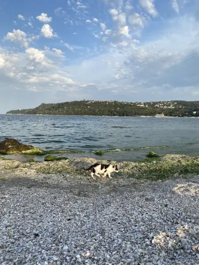 Плаж Аспарухово