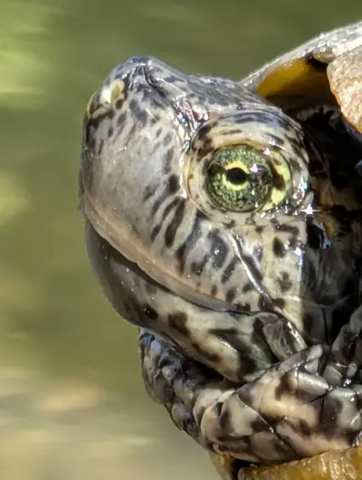 Baba Vanga Turtle Ponds