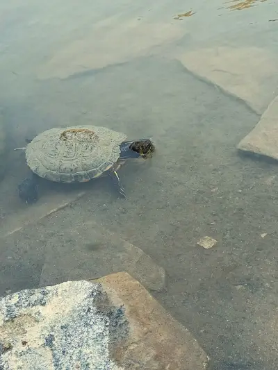 Baba Vanga Turtle Ponds