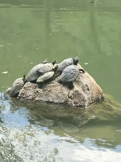 Baba Vanga Turtle Ponds