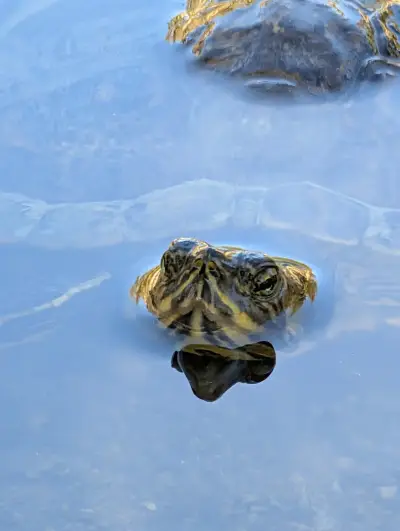 Baba Vanga Turtle Ponds