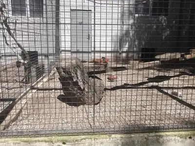 Зоокът