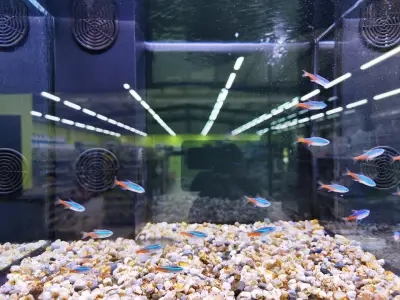 Zoomania Megastore
