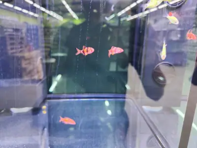 Zoomania Megastore