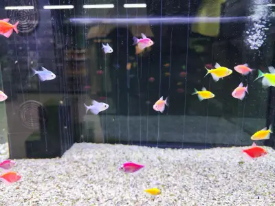 Zoomania Megastore