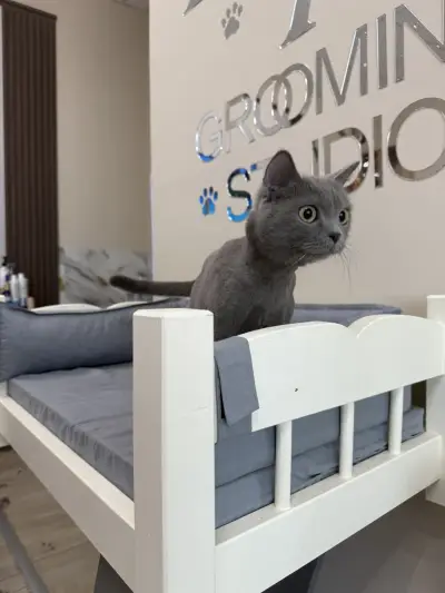 И/В Grooming Studio / Груминг Салон в Петрич