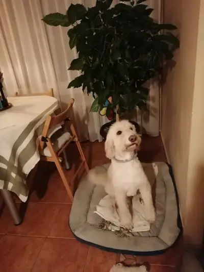 Фризьорски салон за домашни любимци "Groom Angie" (груминг/ grooming)