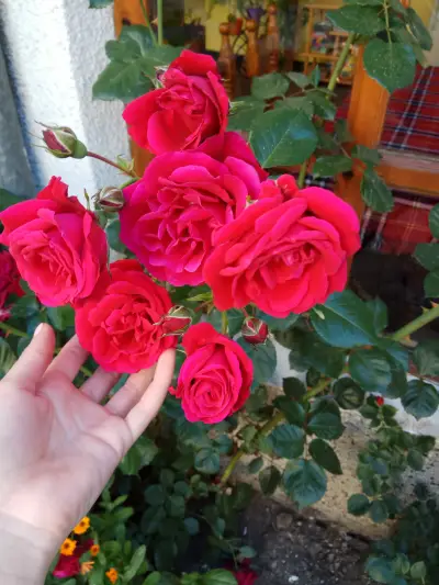 Къща за гости Желеви