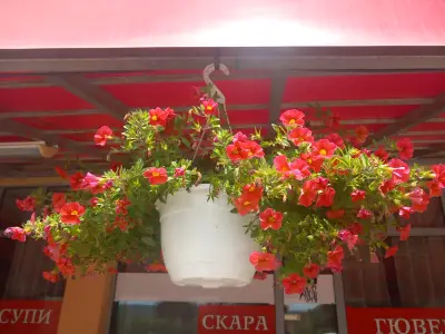 Скара от истинско свинско месо„Черен Ангел"