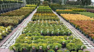 ФЛОРА ДИЗАЙН
