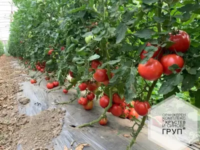 Оранжериен Комплекс “Кръстев и синове груп”