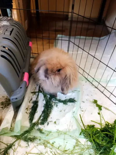 Gigi заешко царство