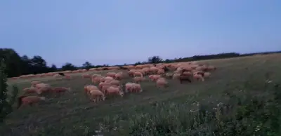 Природна забележителност "Добровански гъби"