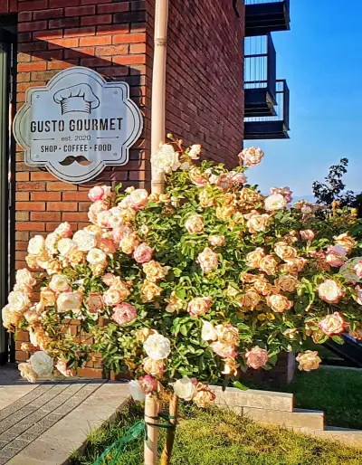 Gusto Gourmet - Gastronomy