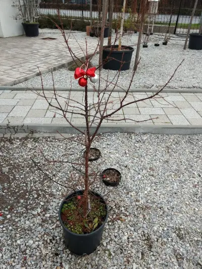 ВНГ ПАРКЕТ