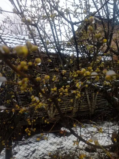 Кметство Драгаш Войвода