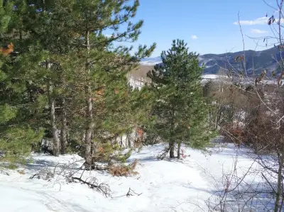 Кметство Димовци