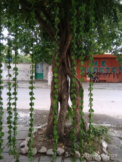 Оазис