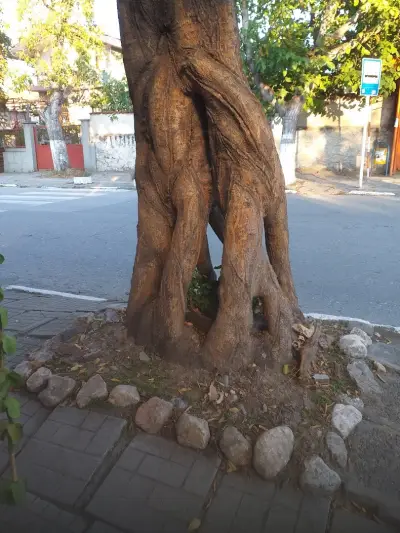 Оазис