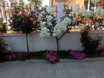ДЪГА - Крайморие