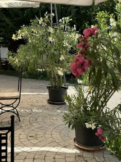 Antique Garden