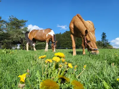 Езда "Боровец" / Horse Riding "Borovets"