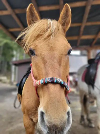 Езда "Боровец" / Horse Riding "Borovets"