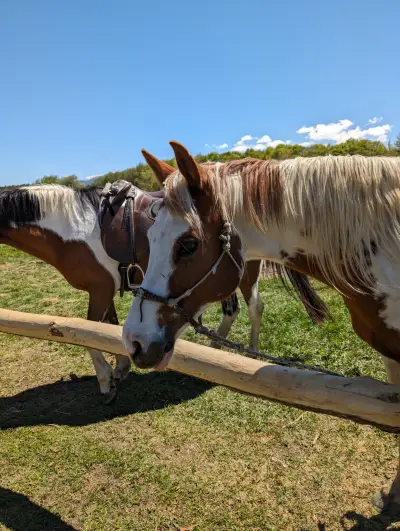 Езда "Боровец" / Horse Riding "Borovets"