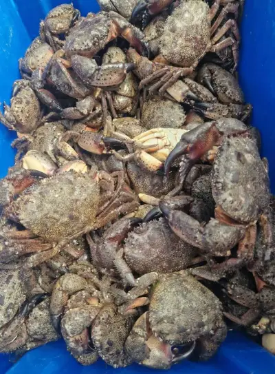 ПРЯСНА РИБА при Мариянчето