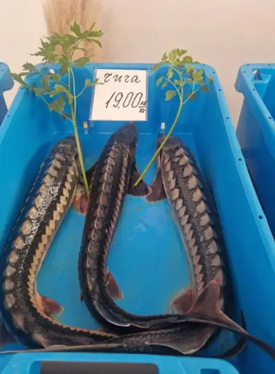 ПРЯСНА РИБА при Мариянчето