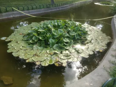 Розариум