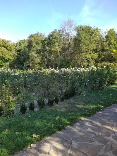 Розариум