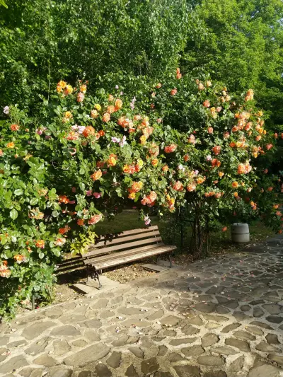Розариум